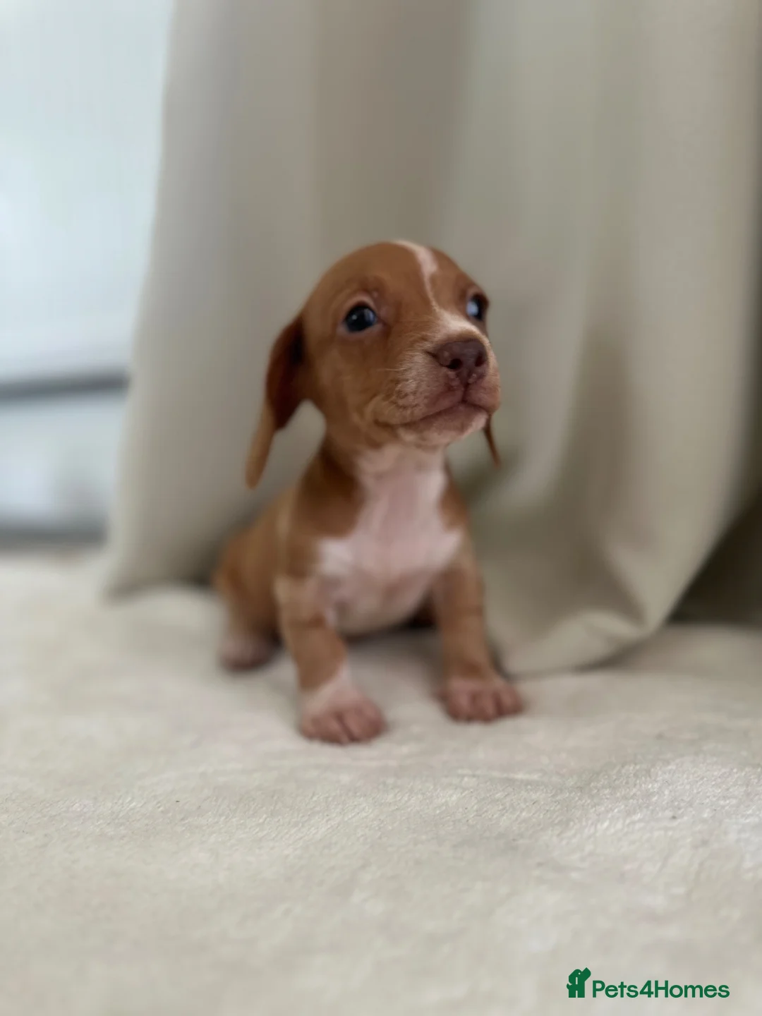 Miniature Dachshund dogs for sale: Beautiful unique miniature Dachunds  in Selby - Advert 1