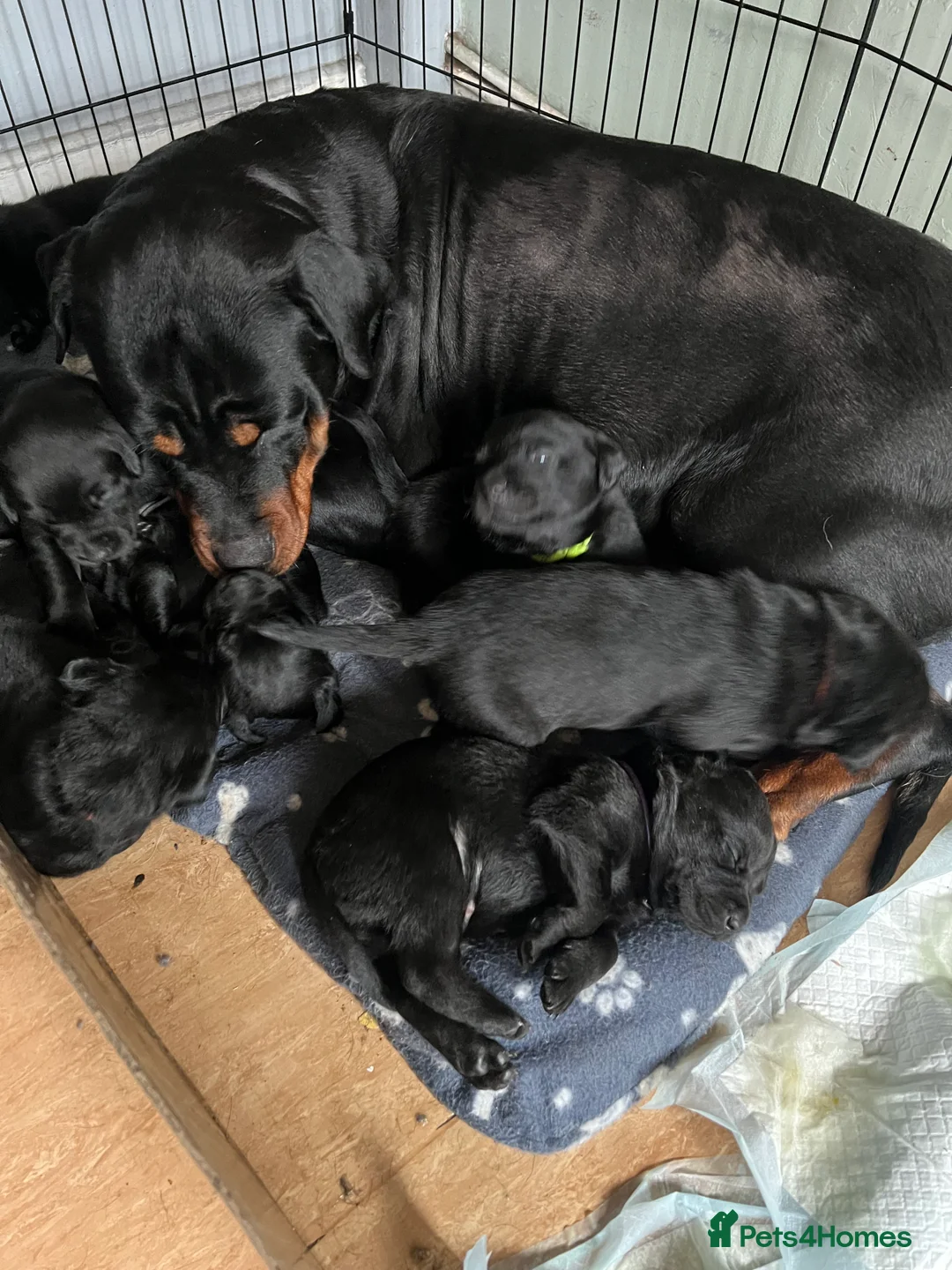 Mixed Breed dogs for sale: Beautiful Rottador Puppies - Advert 1
