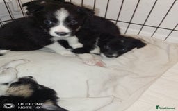 Border Collie dogs for sale: Border collie puppies - Image 3