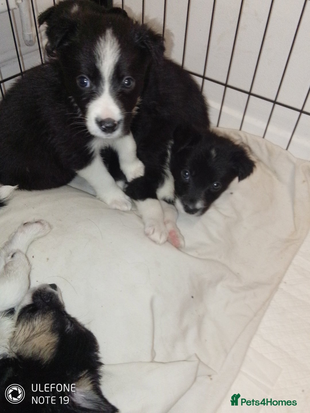 Border Collie dogs for sale: Border collie puppies - Image 3