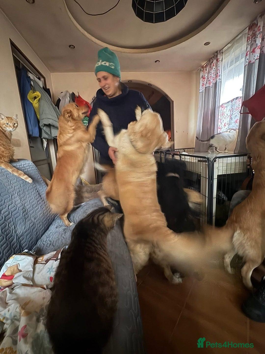 Mixed Breed dogs for adoption: Rose - Norwich Norfolk  - Advert 10