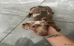 Miniature Dachshund dogs for sale: 1 year old minuture Isabelle dapple - Image 2