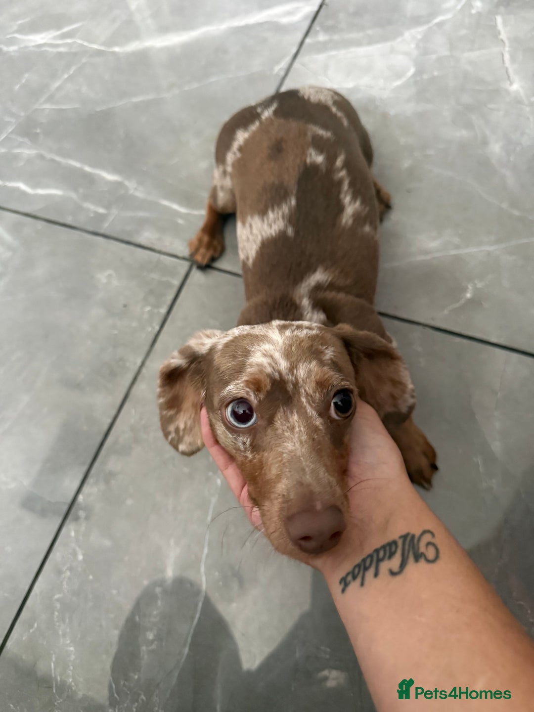 Miniature Dachshund dogs for sale: 1 year old minuture Isabelle dapple - Image 2