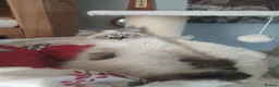 Siberian cats for sale: Beautiful Siberian kittens  - Advert 7