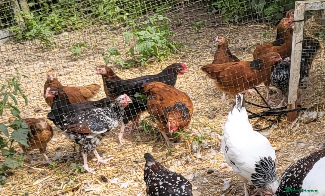 Chickens poultry for sale: POL Sussex bantam hens in a range of colours in Rugby - Advert 2
