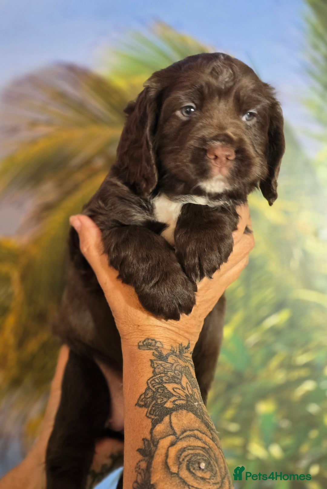 Sprocker dogs for sale: Sproker last beautiful chocolate boy.   - Image 36