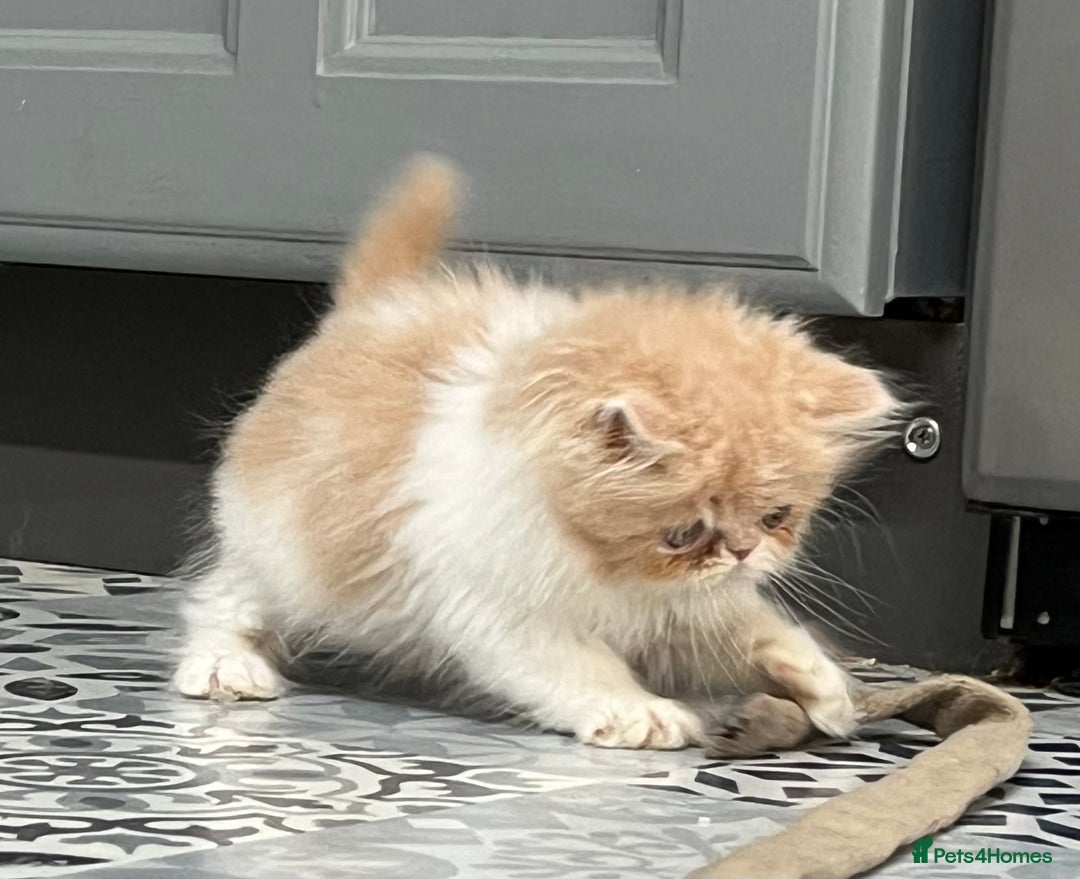 Ragdoll cats for sale: Stunning Ragdoll x Persian kittens.  - Image 3