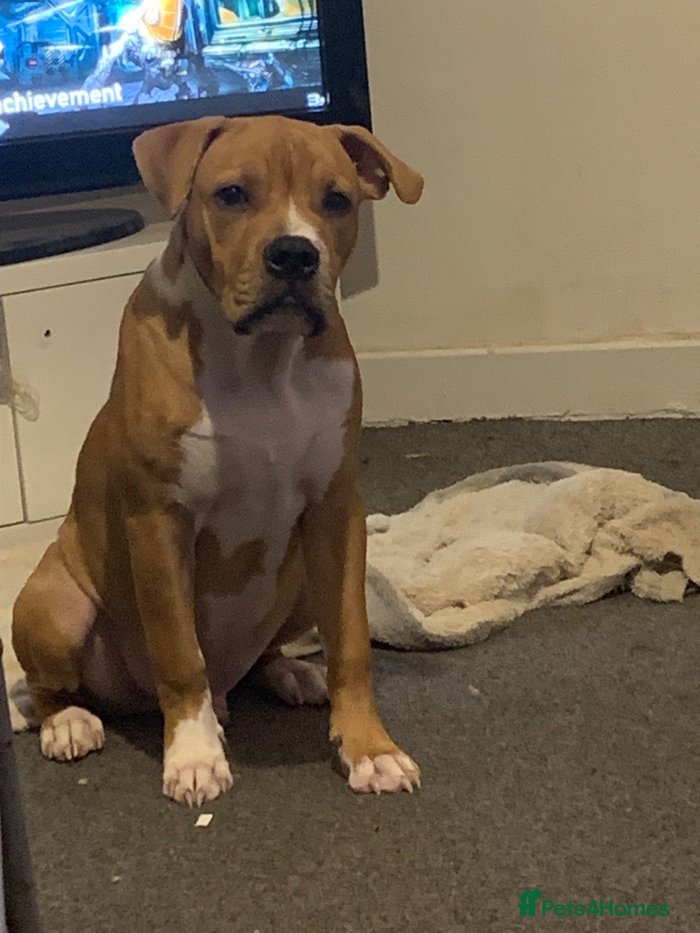 Mixed Breed dogs for sale: Tyson  - Advert 6