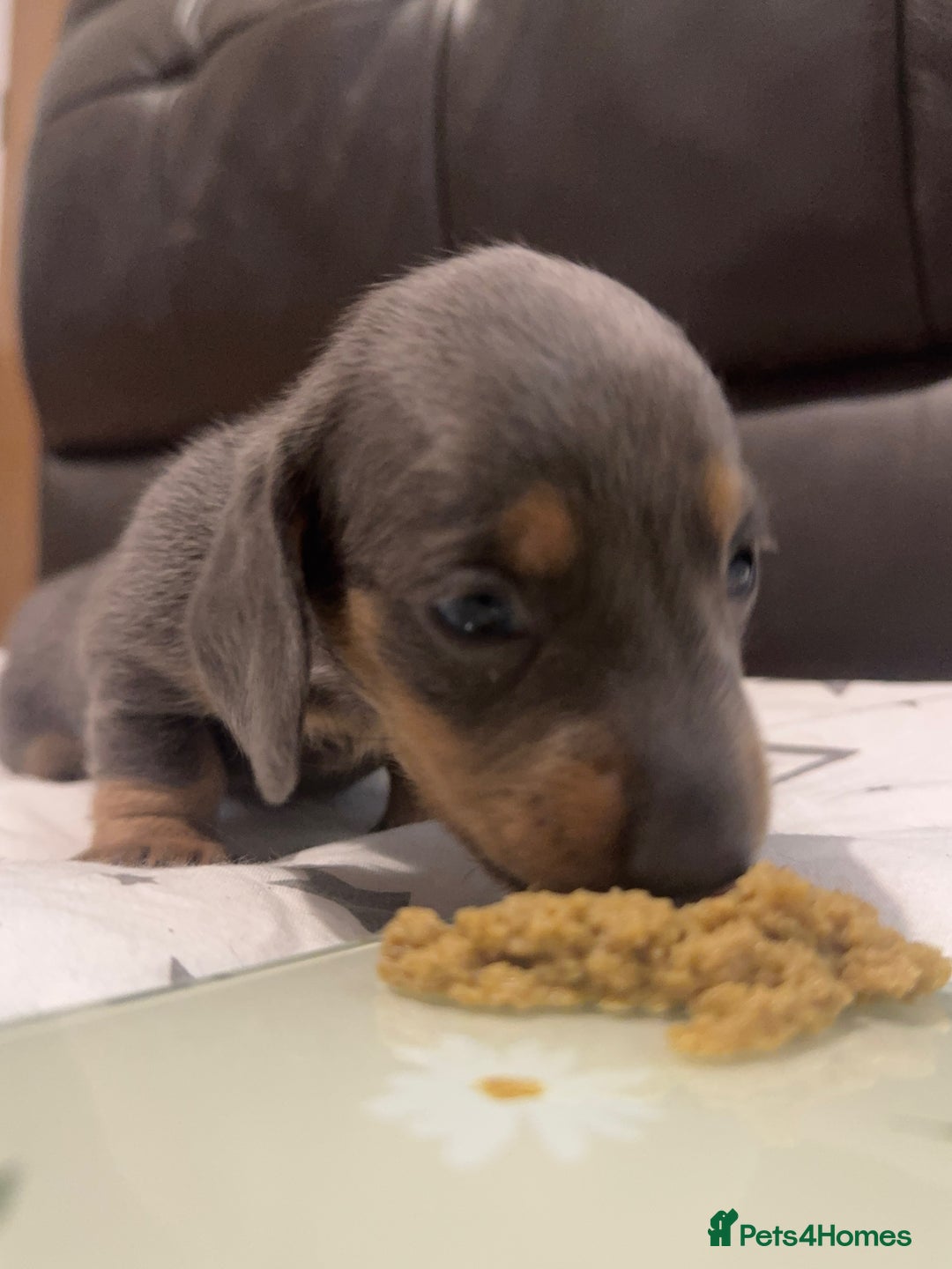 Miniature Dachshund dogs for sale: Miniature dachshund - Advert 8