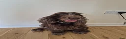 Cocker Spaniel dogs for sale: Beautiful cocker spaniels  - Advert 7