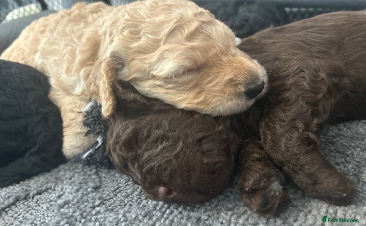 Labradoodle dogs - Advert 2