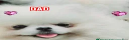Pomeranian dogs for sale: 2 Beautiful Pomeranian Boys  - Advert 17