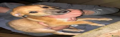 Red dog 4
