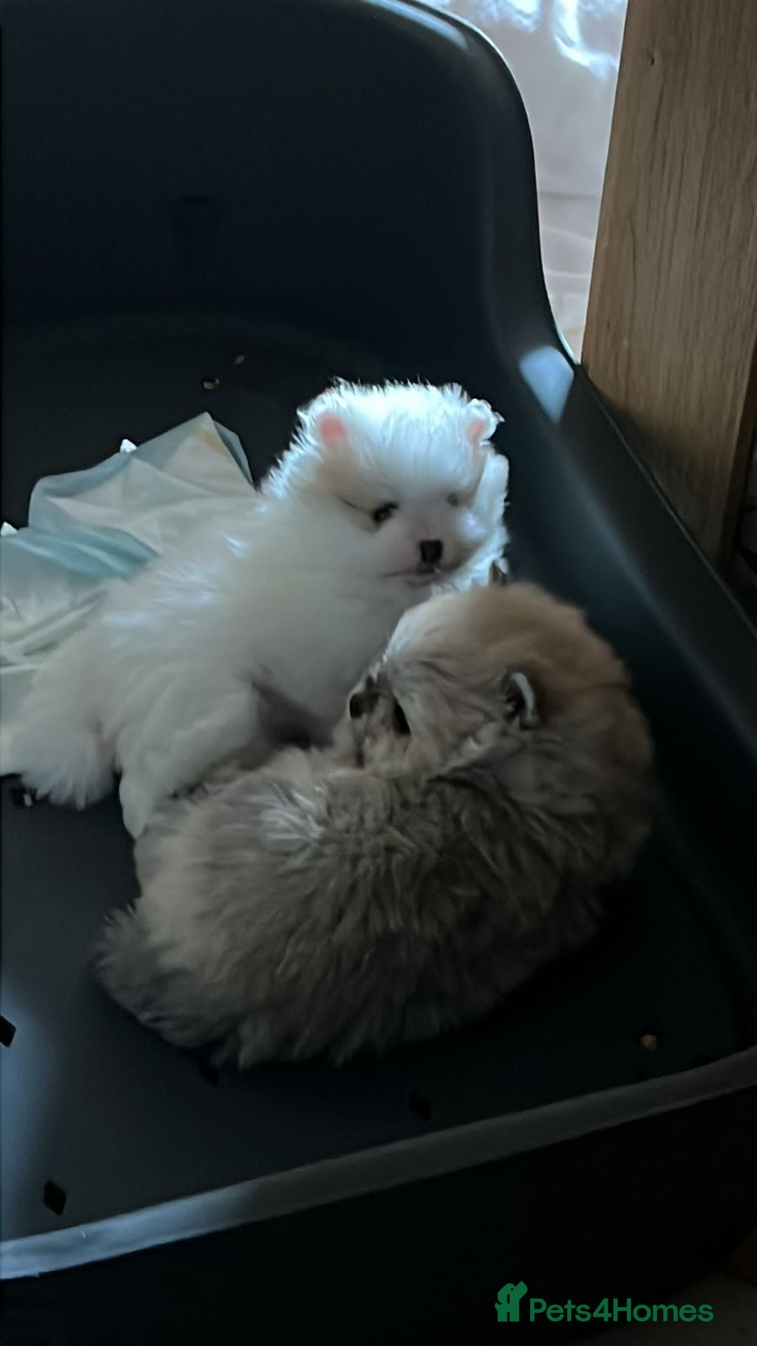 Pomeranian dogs for sale: Kc Reg Pomeranian Pups - Advert 12