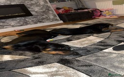 Rottweiler dogs for sale: Lovely little German Rottweiler  - Image 4