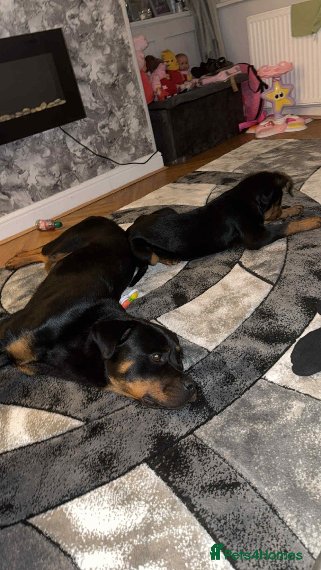 Rottweiler dogs for sale: Lovely little German Rottweiler  - Image 4
