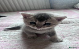 British Shorthair cats for sale: Scottish Straight/British Shorthair - Image 12