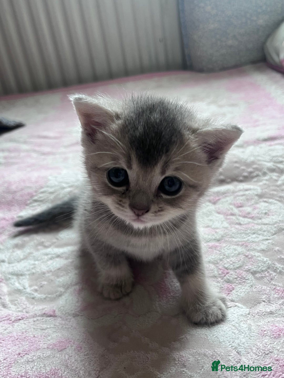 British Shorthair cats for sale: Scottish Straight/British Shorthair - Image 12