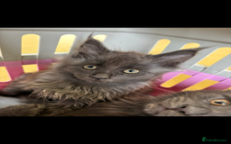 Maine Coon cats for sale: Beautiful Maine coon kittens - Image 26