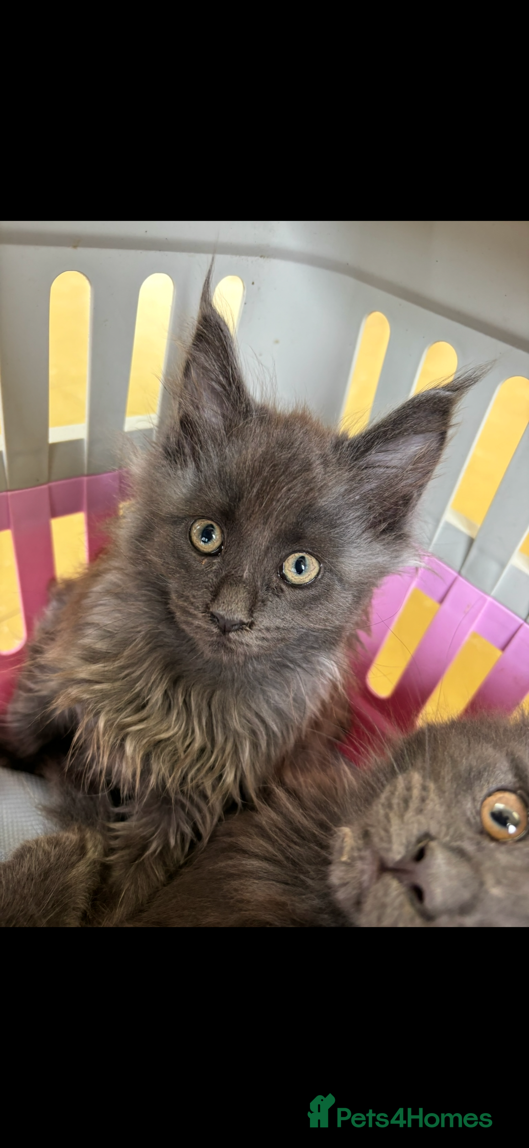 Maine Coon cats for sale: Beautiful Maine coon kittens - Image 26