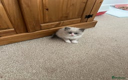 Ragdoll cats for sale: Ragdoll kittens - Image 2