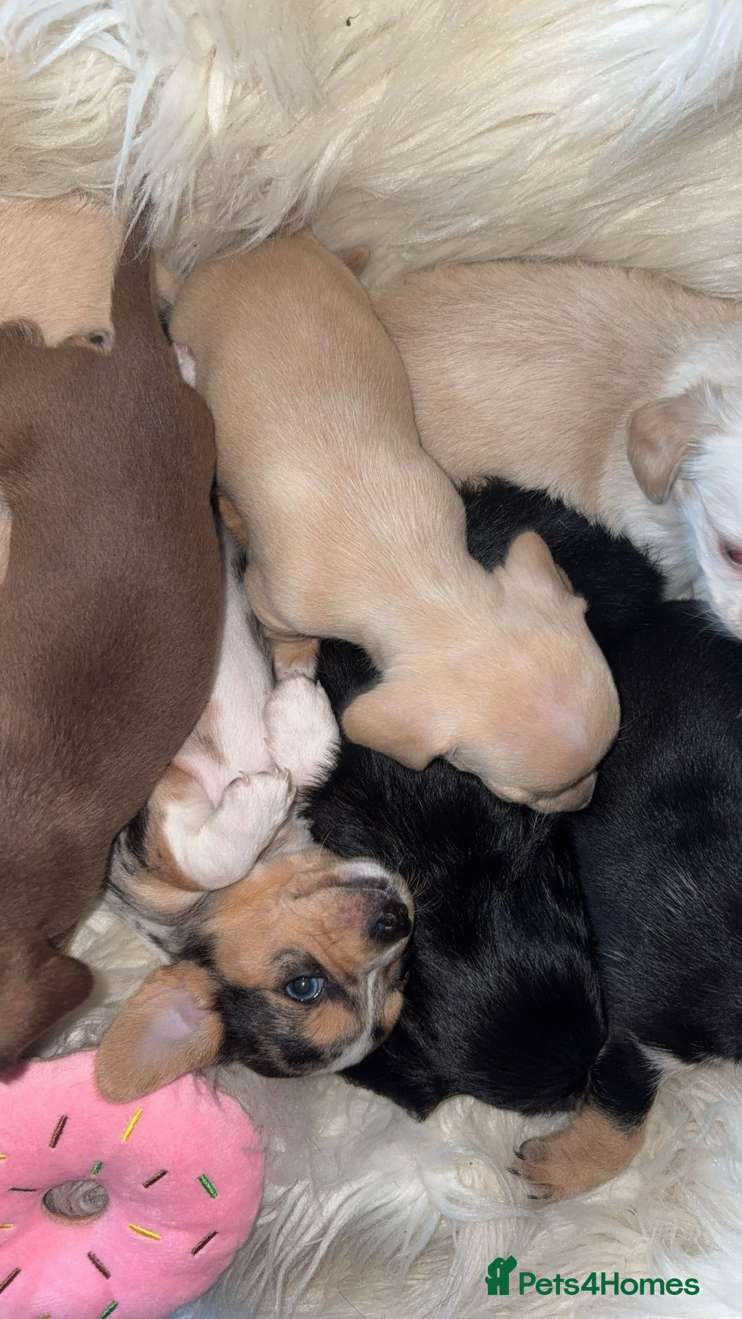 Chiweenie dogs for sale: Gorgeous Mini Dachshund X Puppies🐾 - Advert 14