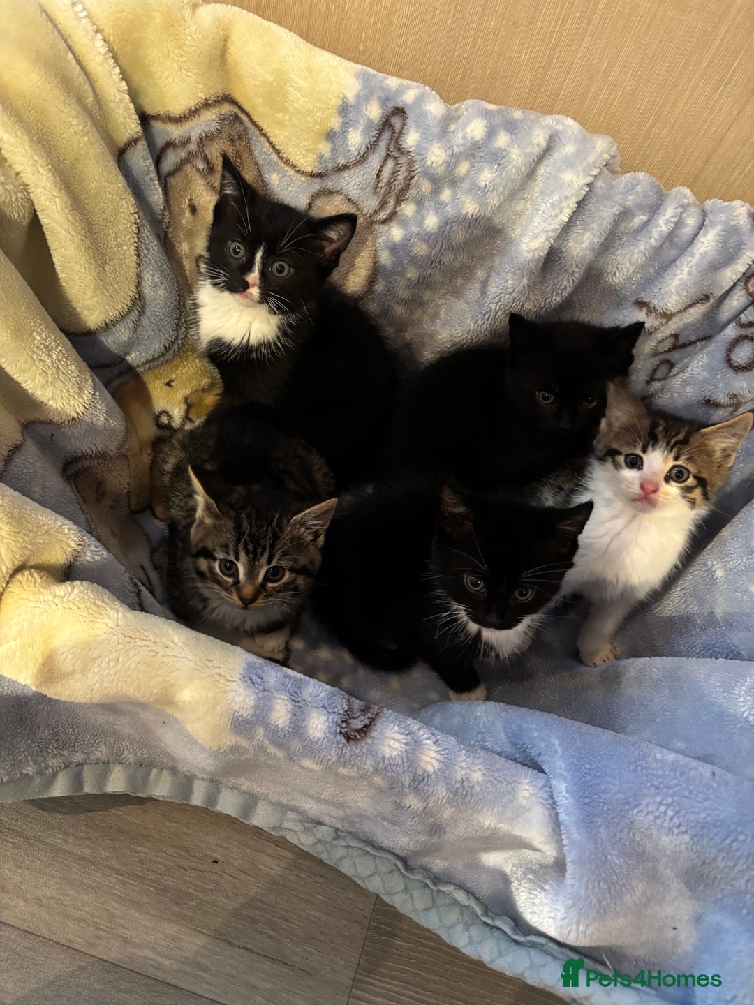 Mixed Breed cats for sale: Beautiful kittens - Image 1
