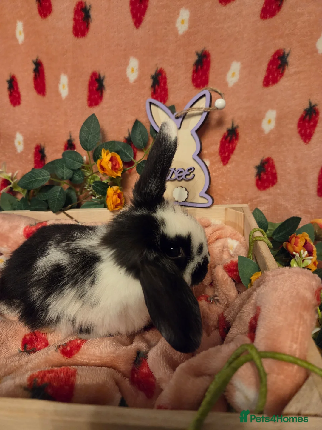 Mini Lop rabbits for sale: Last butterfly mini lop Doe - Advert 13