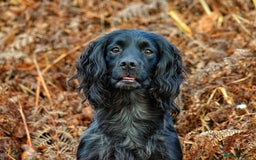 Cocker Spaniel dogs for stud: Extensively Health Tested KC Cocker - WELL PROVEN in Lincoln - Image 9