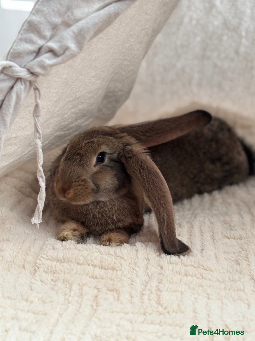 Continental Giant rabbits for sale: Míro The Continental Giant Rabbit - Advert 15