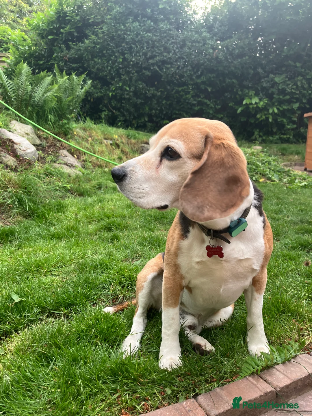 Beagle dogs for stud: Baxter wants a date - Advert 4