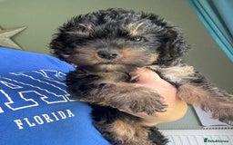 Yorkiepoo dogs for sale: 1x Yorkiepoo F2 Girl Puppy remaining  - Image 18