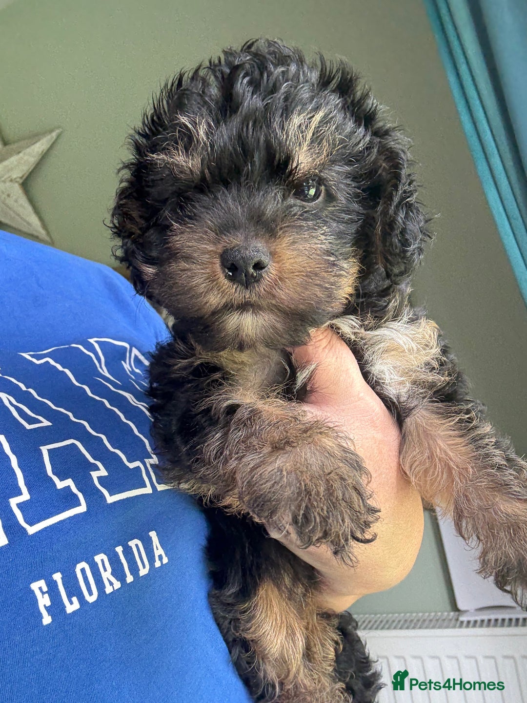 Yorkiepoo dogs for sale: 1x Yorkiepoo F2 Girl Puppy remaining  - Image 18