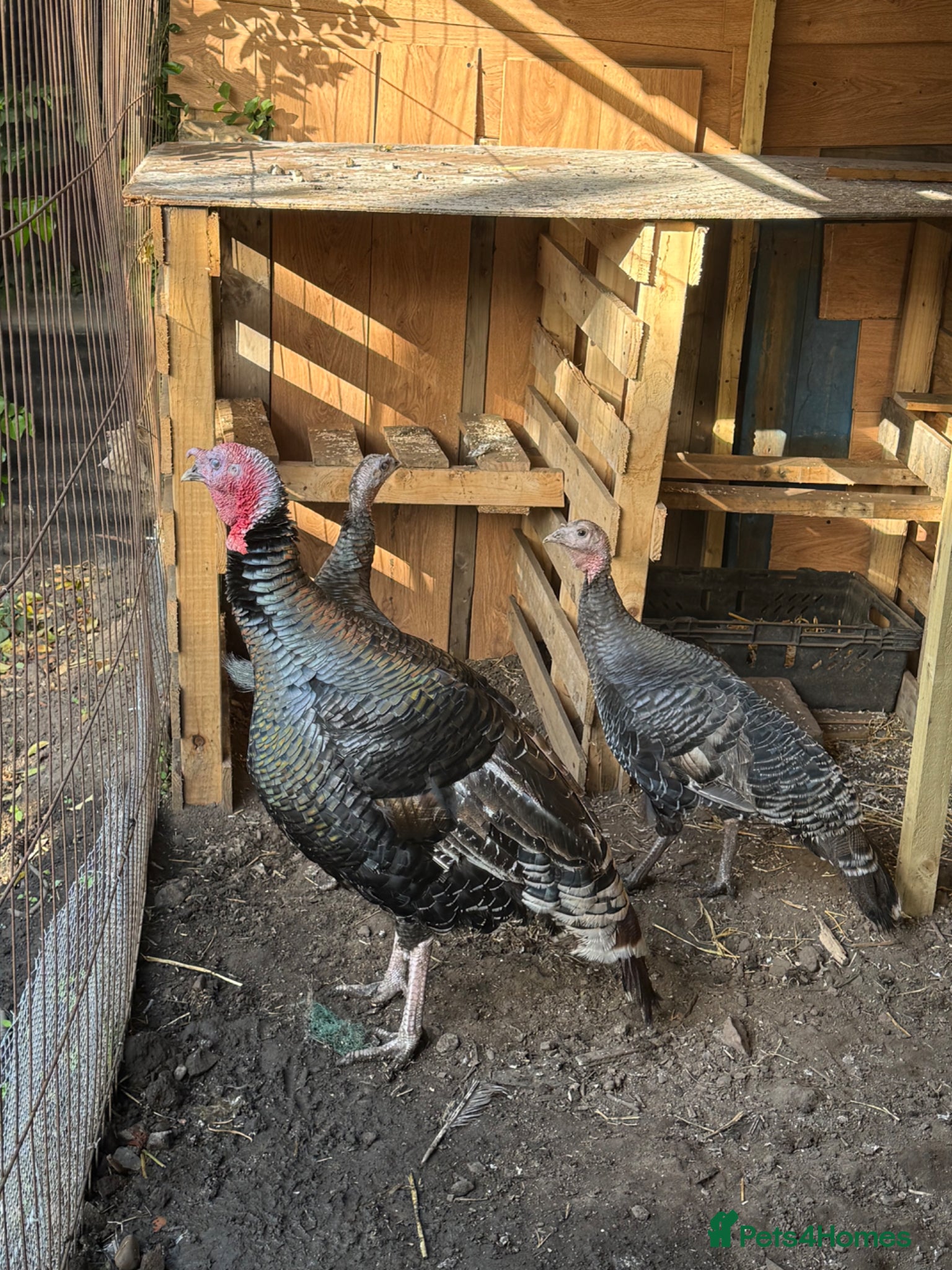 Turkeys poultry Norfolk bronze turkeys with two females  - Advert 3