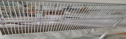 Budgerigars birds for sale: 4 Breeding pair of budgies and chicks in London - Advert 12