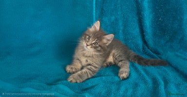 Maine Coon cats - Advert 1