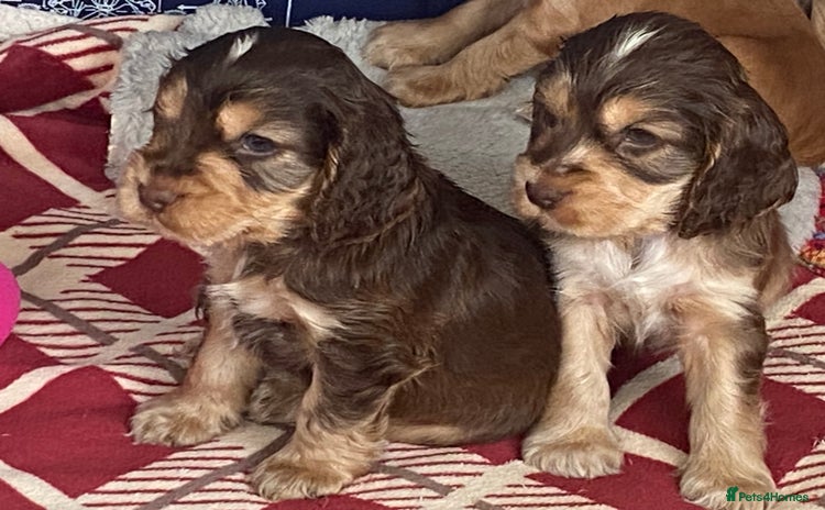 Cocker Spaniel dogs - Advert 1