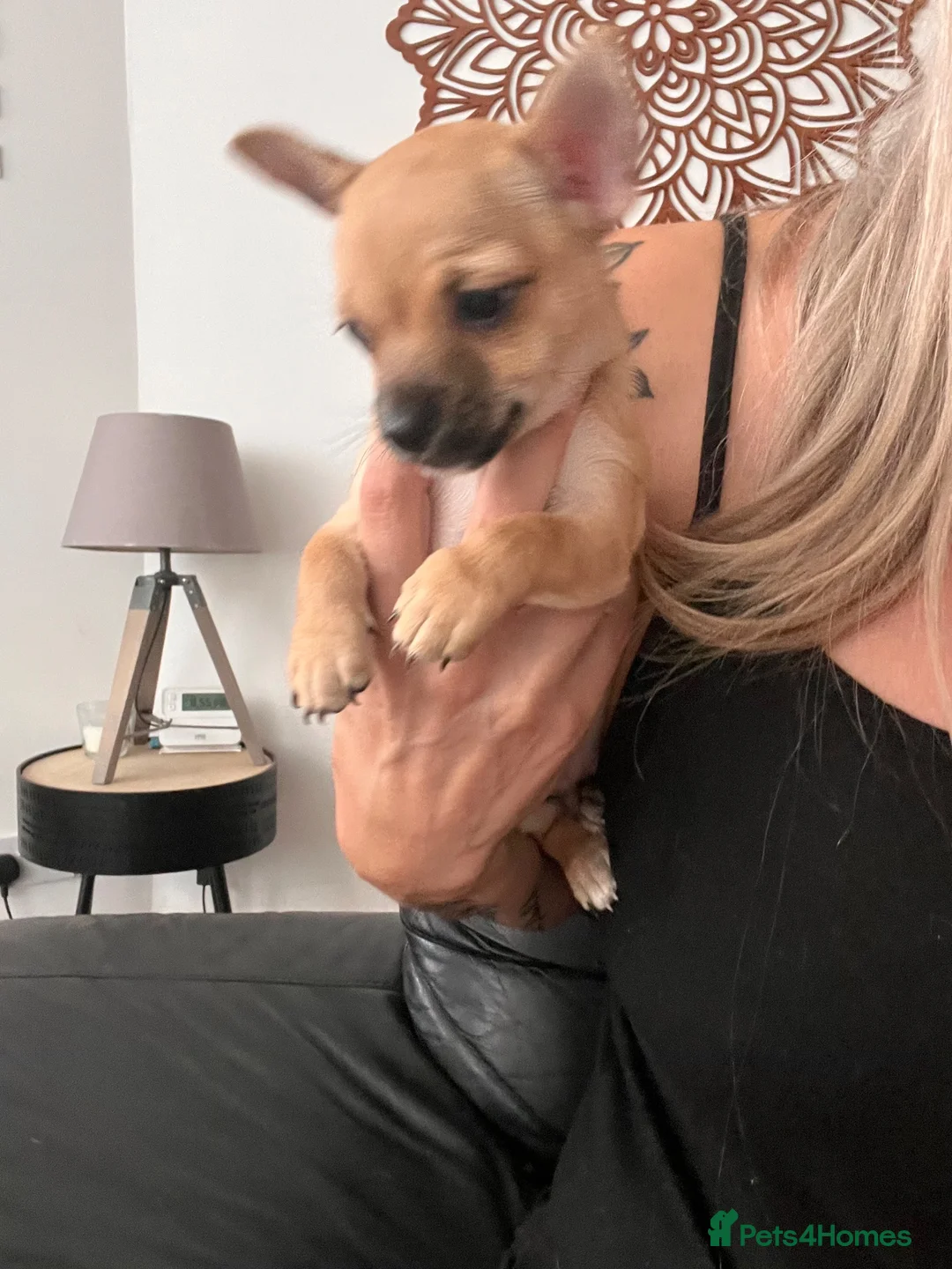 Chihuahua dogs for sale: Tan and white tiny chihuahua puppy male - Advert 5
