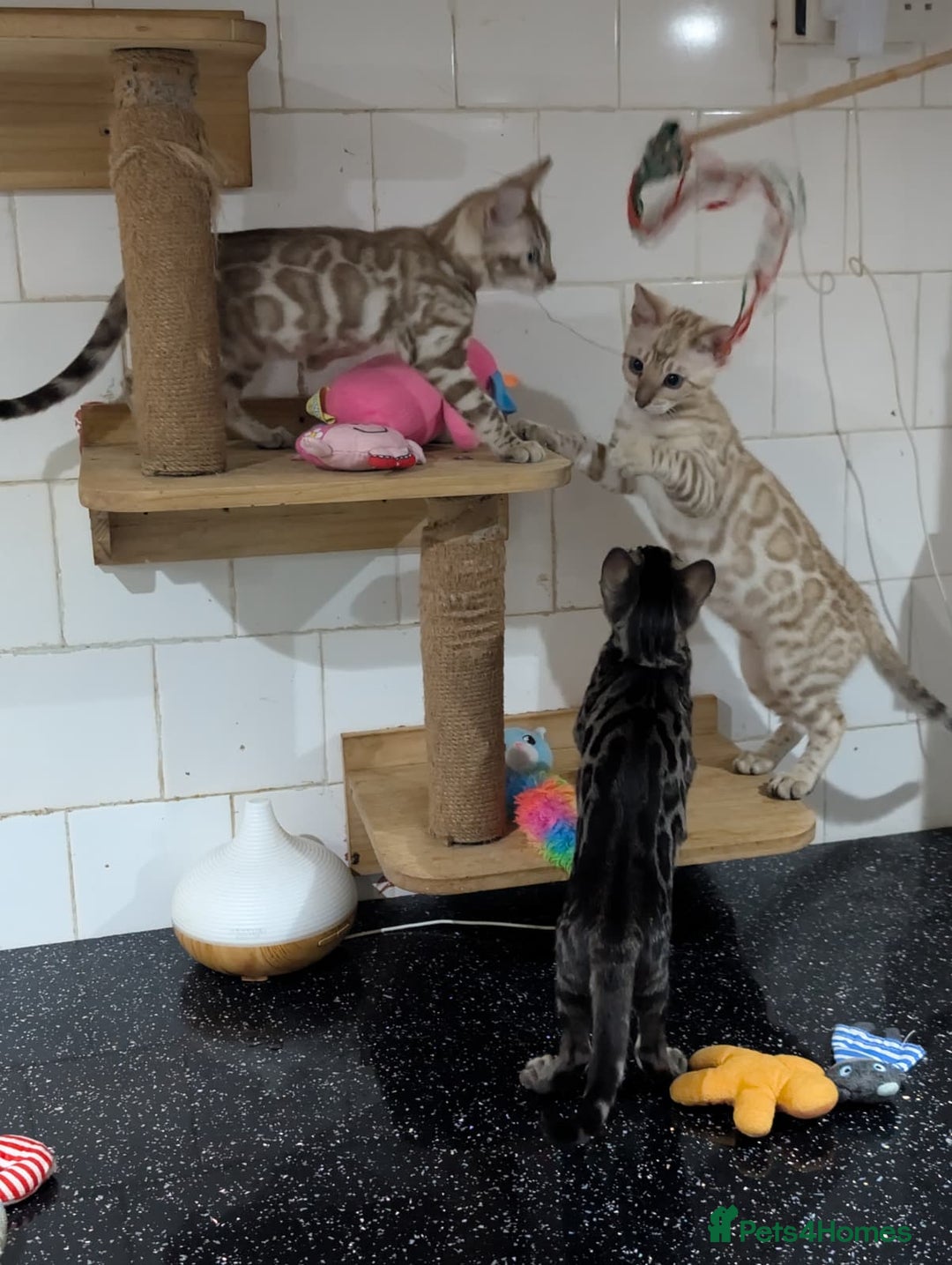 Bengal cats for sale: 🔥✨Pedigree TICA-Registered Bengals - Advert 16