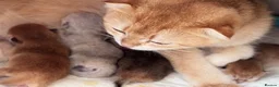 Scottish Fold cats for sale: 🐾BEAUTIFUL SCOTTISH FOLD KITTEN 🐱  - Advert 16