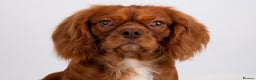 Cavalier King Charles Spaniel dogs for stud: KC REG EXTENSIVELY HEALTH TESTED CHOC RUBY STUD  in Hoddesdon - Advert 16