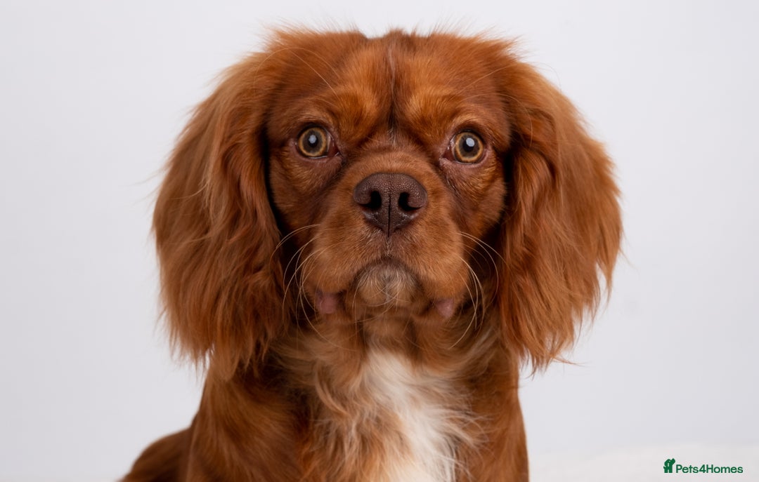 Cavalier King Charles Spaniel dogs for stud: KC REG EXTENSIVELY HEALTH TESTED CHOC RUBY STUD  in Hoddesdon - Image 16