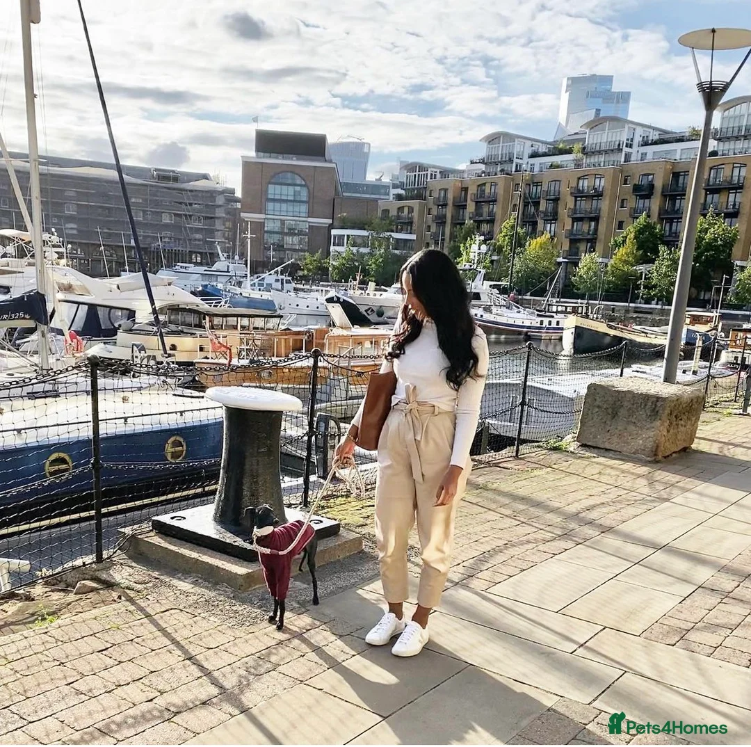 Italian Greyhound dogs for stud: Stunning Italian Greyhound Stud  in Weybridge - Advert 13