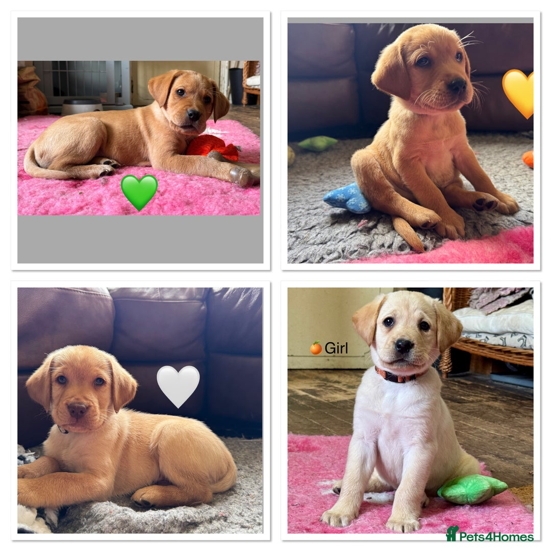 Labrador Retriever dogs for stud: Proven KC Reg Labrador health tested stud in Olney - Advert 25