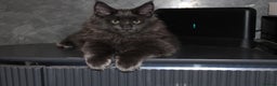 Maine Coon cats for sale:  Maine Coon Kittens Looking for Loving Homes 🐾 - Advert 12