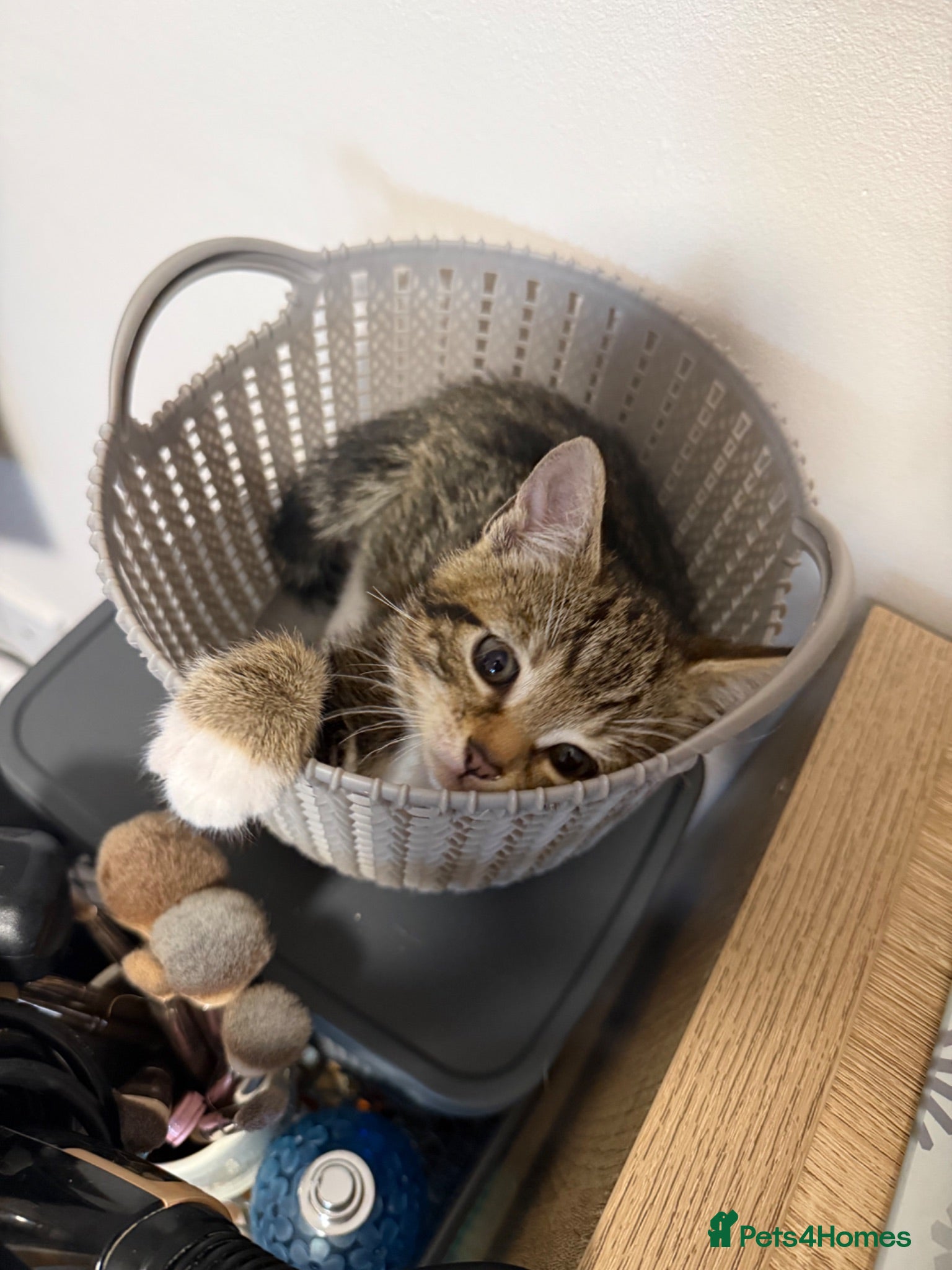 Domestic Shorthair cats Kittens - Advert 3