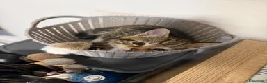 Domestic Shorthair 3