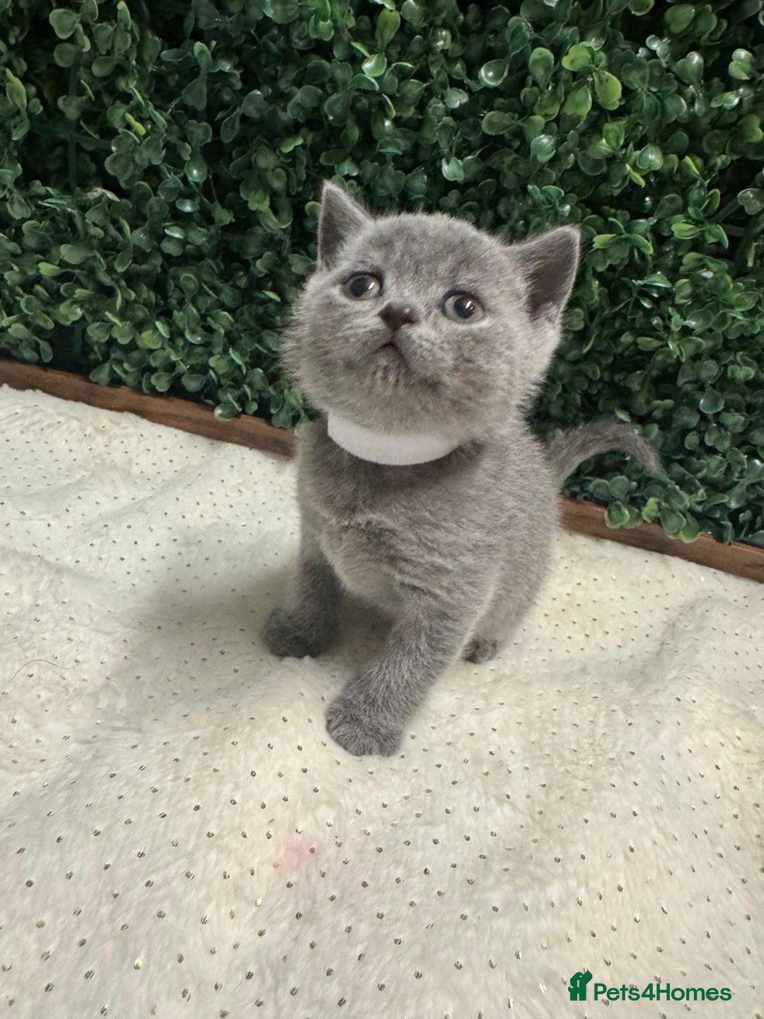 British Shorthair cats for sale: 💕British Shorthair Blue Kittens💕 - Advert 20