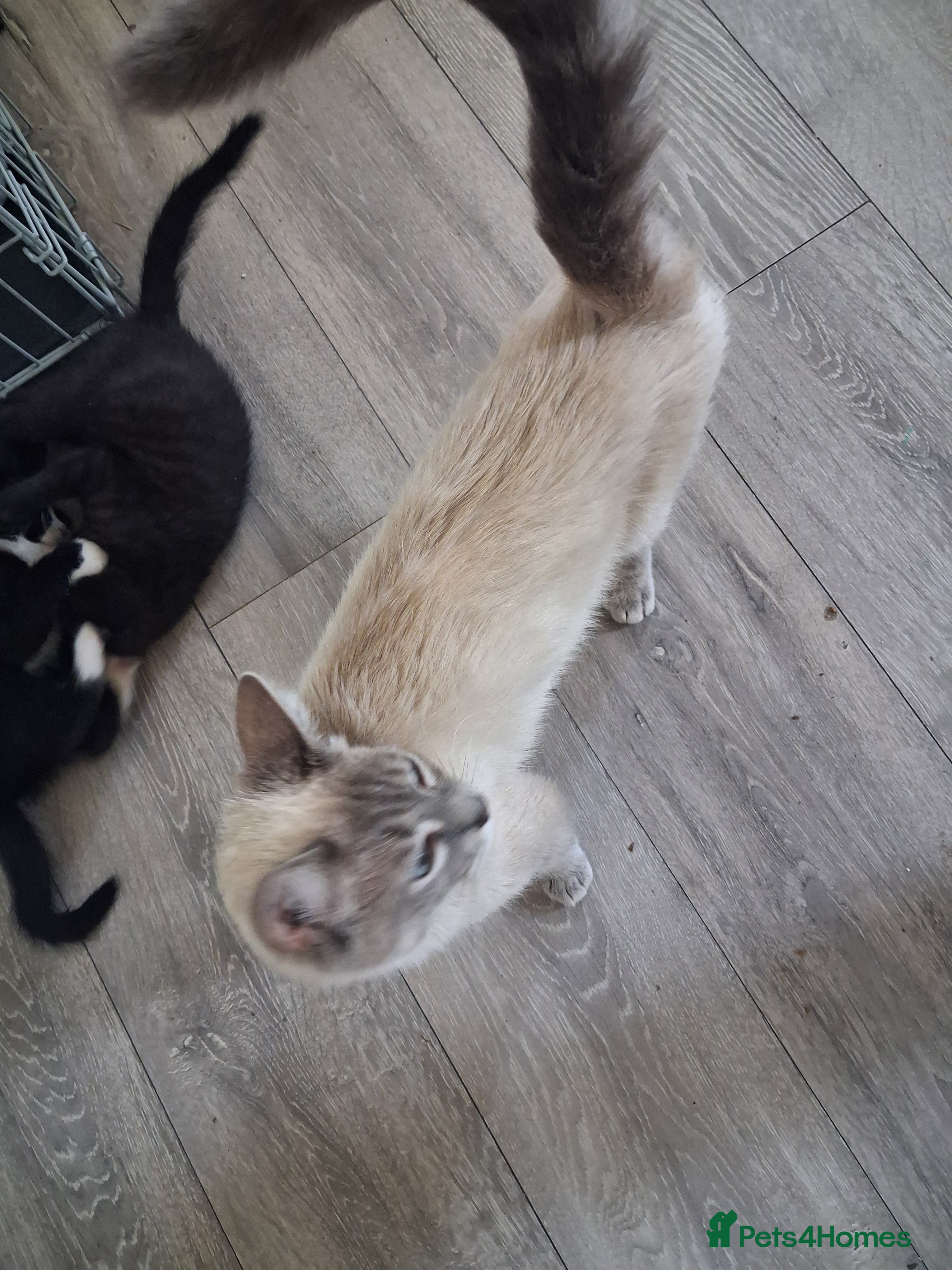 Mixed Breed cats Beautiful mixed kittens  - Advert 2