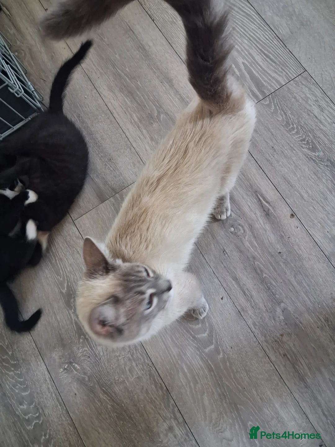 Mixed Breed cats for sale: Beautiful mixed kittens  - Advert 2